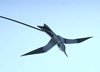 migration
